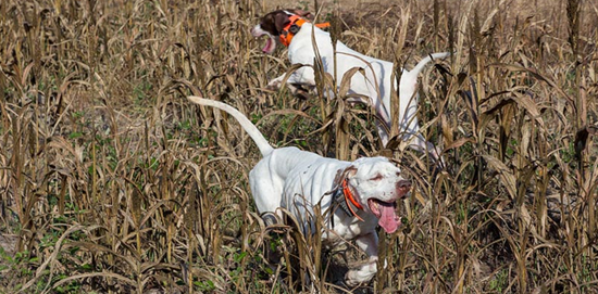 Two Quail Dogs for hunting in Georgia